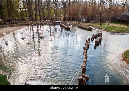 Floqué de flamants roses dans un étang au zoo. Banque D'Images