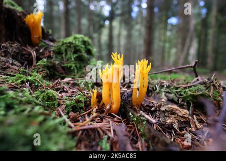 Le champignon de corail jaune doré Ramaria aure dans la forêt Banque D'Images