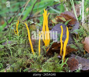 Golden Spines champignon - Clavulinopsis fusiformis Banque D'Images