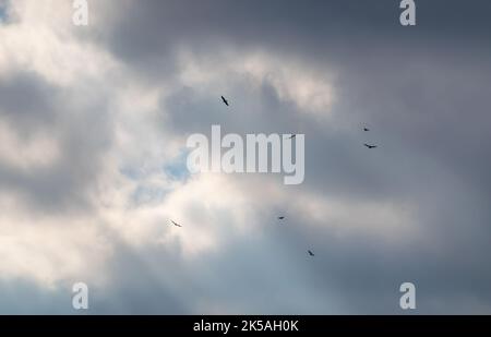 un ciel nuageux avec lumière du soleil qui brille à travers et un troupeau d'oiseaux de proie volant dans le ciel Banque D'Images