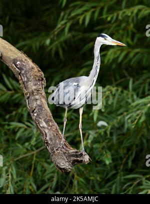 Un héron gris, perché sur une branche. Banque D'Images