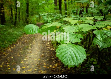 Feuilles d'aulne vert au bord de la route forestière Banque D'Images