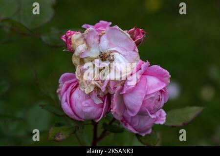 Pousses gracieuses de roses de taille moyenne avec boutons et fleurs en fondu contre un jardin vert foncé Banque D'Images