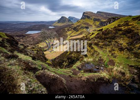 Un arbre solitaire dans le Quiraing sur l'île de Skye, Écosse, Royaume-Uni Banque D'Images