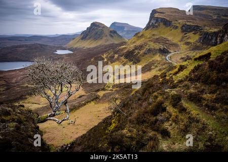 Un arbre solitaire dans le Quiraing sur l'île de Skye, Écosse, Royaume-Uni Banque D'Images