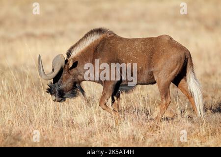 Un fanbeau noir (Connochaetes gnou) marchant dans les prairies, parc national de Mountain Zebra, Afrique du Sud Banque D'Images