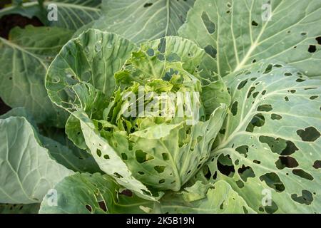 Chou mangé par des chenilles dans le jardin en gros plan. Feuilles de chou blanc endommagées dans les trous. Banque D'Images