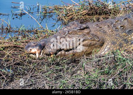 Crocodile reposant le long des rives de la rivière Chobe dans le parc national de Chobe, Botswana Banque D'Images