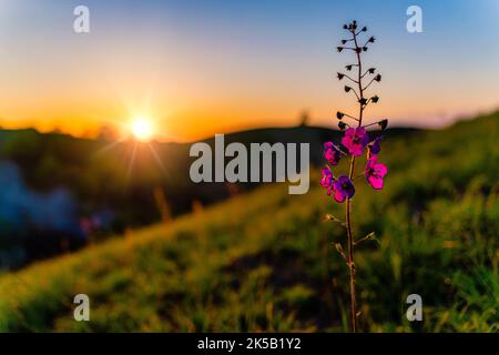 Une belle photo de mullein violet avec des collines de Zagajica en arrière-plan en Serbie Banque D'Images