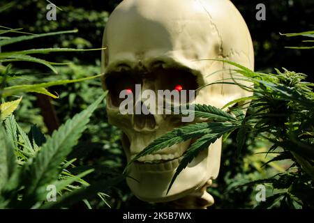 Squelette mort dans un jardin de cannabis Banque D'Images