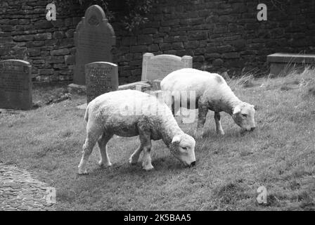 Un troupeau de moutons dans le cimetière de l'église de Saint Leonard, Downham, Clitheroe, Lancashire, Royaume-Uni, Europe Banque D'Images