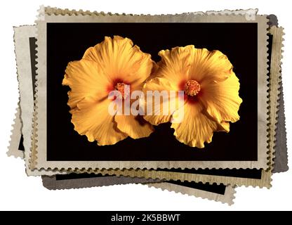 Une pile de cartes postales anciennes ou cadres photo avec quelques fleurs hibiscus jaune, orange et rouge. Isolé sur fond blanc, photographie. Banque D'Images