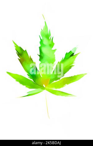 Feuille de cannabis aquarelle sur fond blanc Illustration de Vecteur