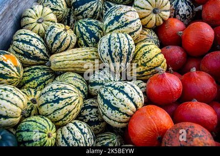 Plusieurs citrouilles dans une boîte Banque D'Images