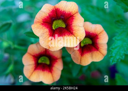 Gros plan de pétunias de couleur orange et rouge dans le jardin. Mise au point douce. Arrière-plan vert flou. Petunia hybrida (Hook.fil.) Vim. Calibrachoa parviflora Banque D'Images