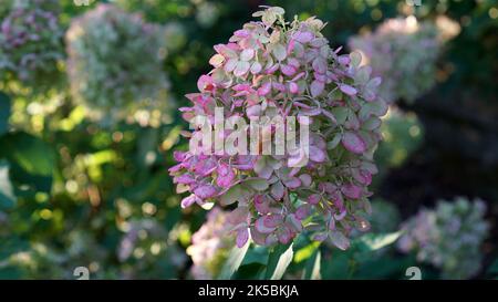 L'hortensia fleurit sous la lumière du soleil du matin Banque D'Images