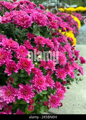 Mamans roses et jaunes à vendre sur un stand de bord de route à New York en automne Banque D'Images