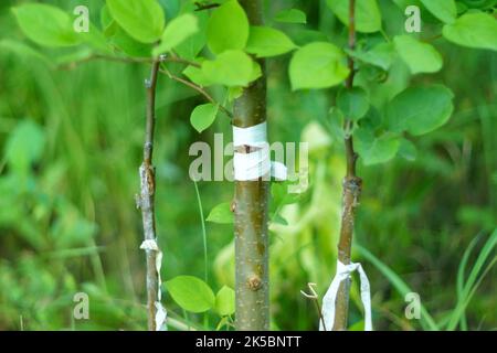 Branches d'un jeune pommier dans un jardin. Boutures vertes vivantes à la greffe de pommier. Mise au point sélective Banque D'Images