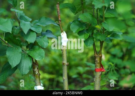 Tronc d'un jeune pommier. Branches d'un jeune pommier dans un jardin. Boutures vertes vivantes à la greffe de pommier Banque D'Images