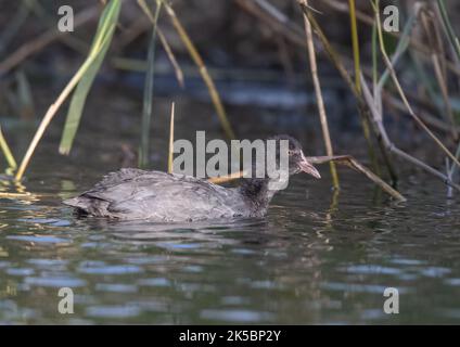 Un jeune coot (Fulica atra ) encore avec ses plumes moelleuses , nageant parmi les roseaux sur un lac à Suffolk, Royaume-Uni Banque D'Images