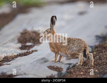 Un lièvre brun ( Lepus europaeus0 explorant le tissu de lutte contre les mauvaises herbes dans un polytunnel . Montrer la relation entre la faune et l'agriculture. ROYAUME-UNI Banque D'Images