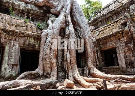 Photo classique du temple de Ta Prohm, Angkor, Cambodge. Les racines des arbres ont jappé dans les ruines du temple Ta Prom Angkor Wat à Siem Reap, Camb Banque D'Images