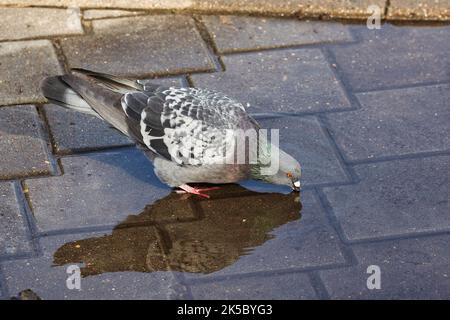 en été, le pigeon gris sert des boissons dans une flaque de la ville. Banque D'Images