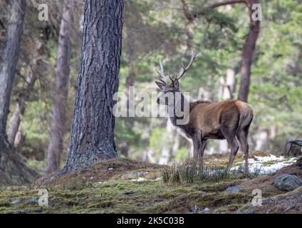 Une photo classique d'un magnifique cerf de Virginie majestueux Stag (Cervus elaphus), fier de la forêt de pins calédoniens. Cairngorms , Ecosse , Royaume-Uni Banque D'Images