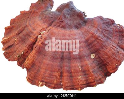 Champignon Reishi isolé sur fond blanc. Banque D'Images