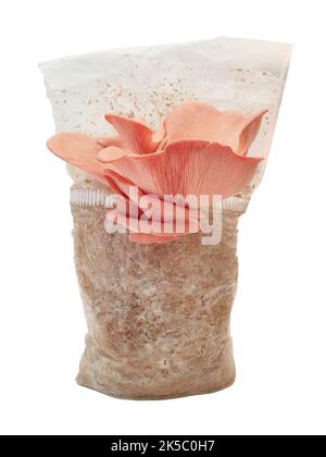 Champignon huître rose poussant sur substrat. Isolé sur fond blanc. Banque D'Images