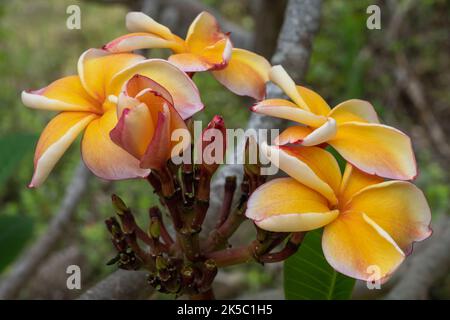 Vue rapprochée de la plumeria orange jaune vif et rose rouge ou frangipani grappe de fleurs dans le jardin tropical à l'extérieur isolé sur fond naturel Banque D'Images