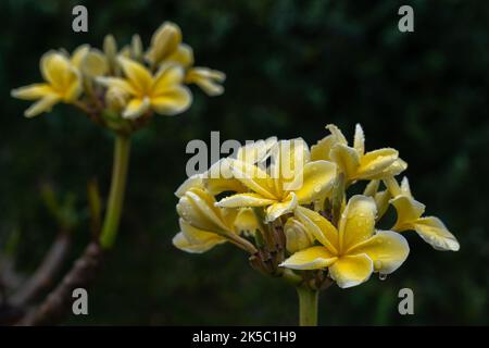 Vue rapprochée de la plumeria jaune vif ou frangipani grappe de fleurs dans le jardin tropical ensoleillé isolé sur fond naturel sombre après la pluie Banque D'Images