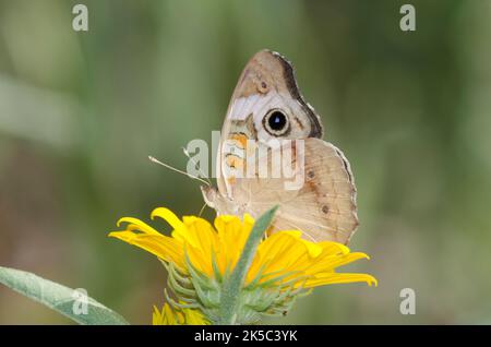 Buckeye commun, Junonia coenia, nectaring du tournesol Maximilian, Helianthus maximiliani Banque D'Images