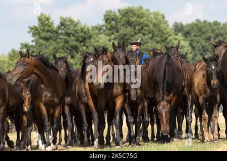 Csikos cowboys Hongrie Hortobagy Puzsta Europe tradition Banque D'Images