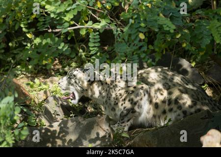 Snow Leopard Big Cat Nyiregyhaza Sosto zoo Hongrie Banque D'Images