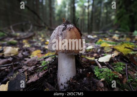 De jeunes champignons perlés poussent dans la forêt Banque D'Images