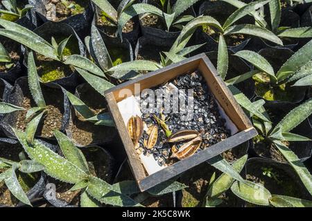 Graines d'agave placées sur de petites plantes d'agave cultivées dans une pépinière pour la production de mezcal, une boisson mexicaine traditionnelle produite à Oaxaca, dans le sud du Mexique Banque D'Images