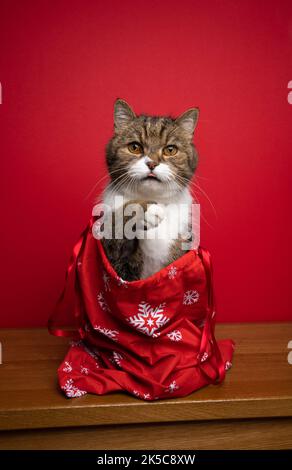 curieux chat assis à l'intérieur du sac de père noël sur fond rouge avec espace de copie Banque D'Images