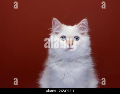 portrait blanc doux de chaton sibérien sur fond rouge avec espace de copie Banque D'Images