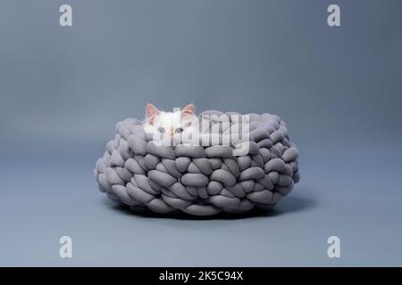 chaton sibérien blanc moelleux reposant dans un confortable lit pour animaux sur fond gris avec espace de copie Banque D'Images