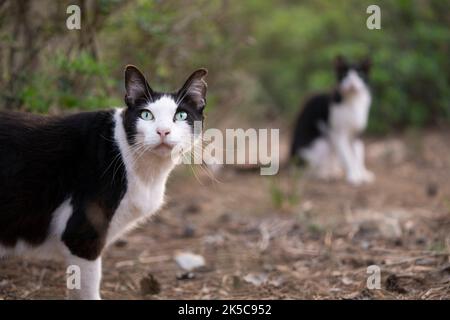 deux chats noirs et blancs tuxedo isolés à l'extérieur sur majorque, espagne Banque D'Images