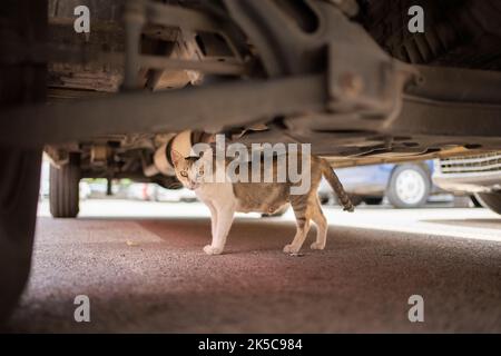 chat errant timide se cachant sous une voiture en plein air à majorque, espagne Banque D'Images