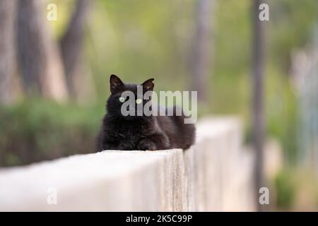 chat noir errant avec une oreille de pointe reposant sur un mur de béton à majorque, espagne Banque D'Images