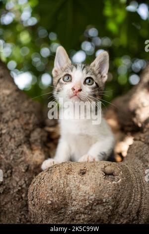 tabby blanc sauvé chaton assis sur l'arbre en plein air portrait Banque D'Images