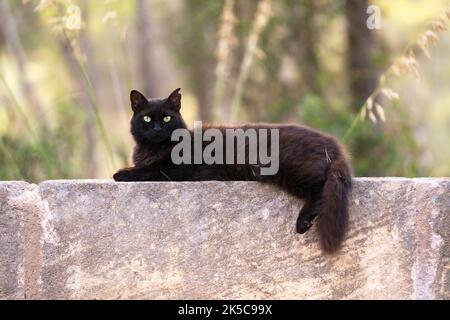 chat noir errant avec une oreille de pointe reposant sur un mur de béton à majorque, espagne Banque D'Images