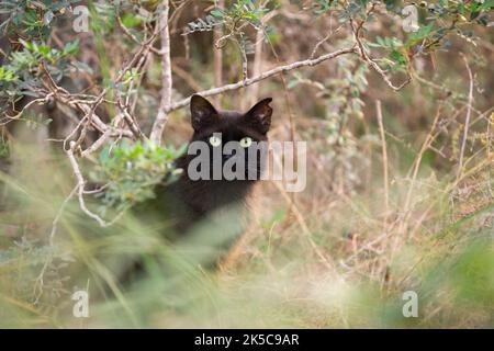 chat noir écartant timide avec une oreille à l'intérieur de verdure et de buissons sur majorque, espagne Banque D'Images