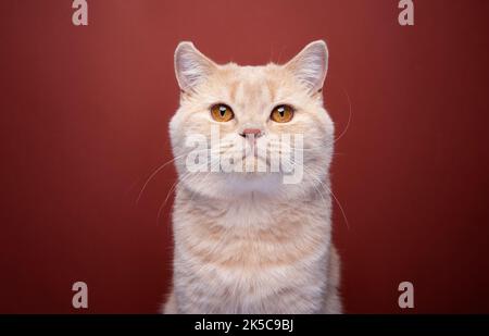 ginger british shorthair chat regardant le portrait de l'appareil photo sur fond rouge Banque D'Images