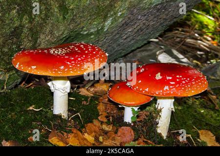 L'Amanita muscaria (mouche agarique) est présente dans les régions tempérées et boréales de l'hémisphère Nord avec divers arbres décidus et conifères. Banque D'Images