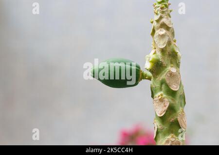 Petit fruit de papaye dans un papaye à Rio de Janeiro. Banque D'Images