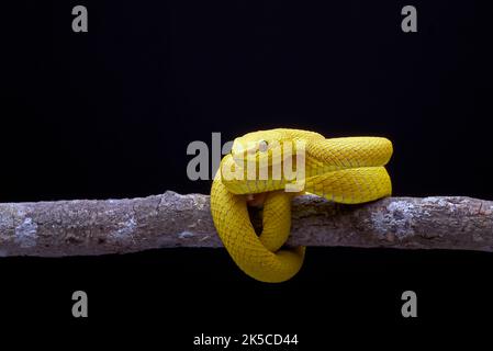 Vipère jaune à lèvres blanches sur fond noir Banque D'Images